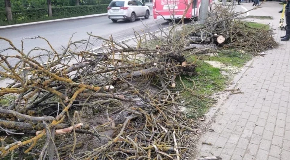 В Калуге вырубили деревья по периметру площади Победы