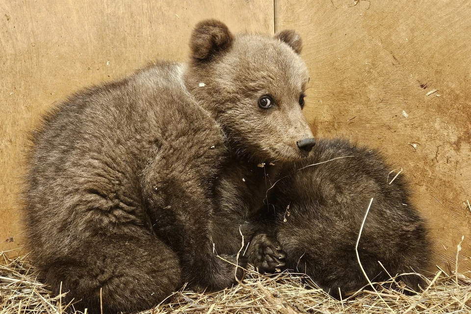 Фото: Центр спасения медвежат-сирот в соцсети ВКонтакте
