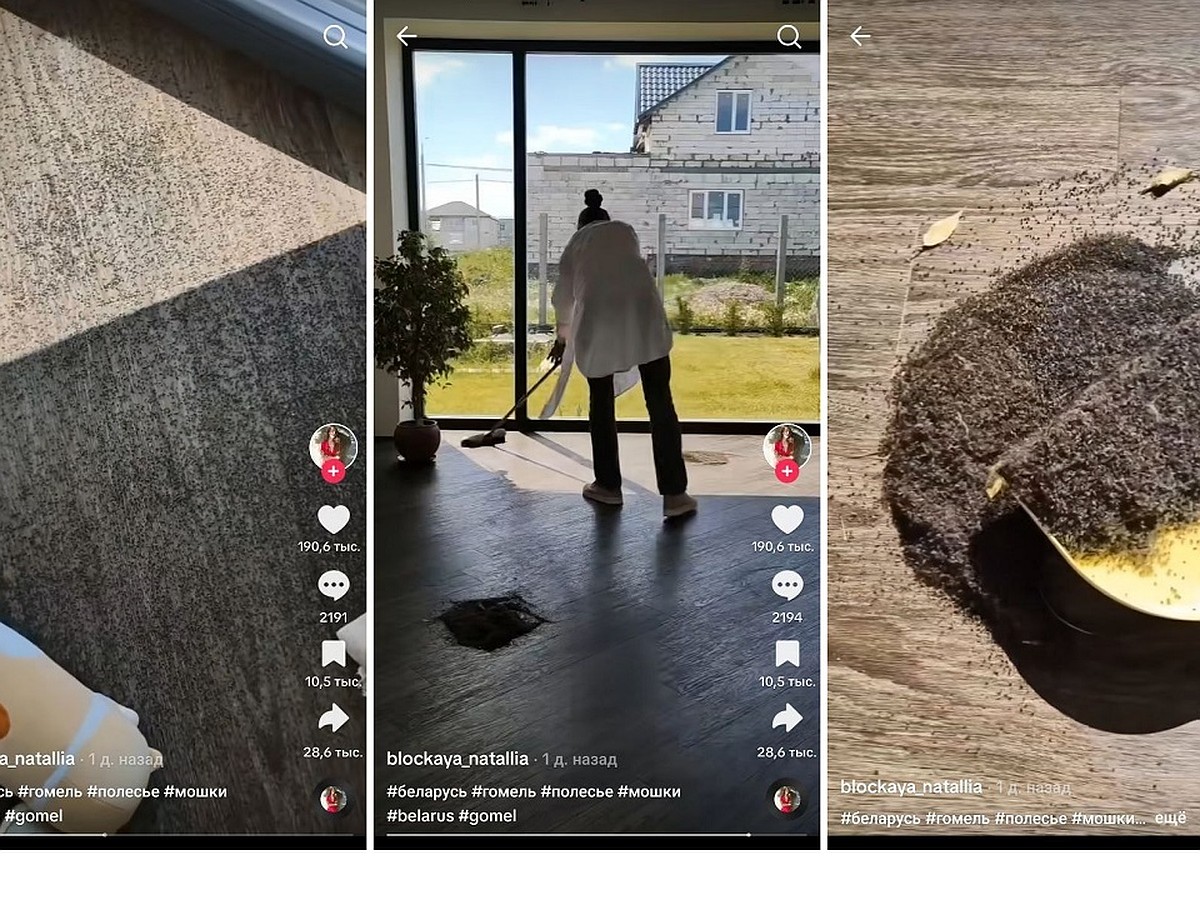 Я бы с ума сошла». Насекомые заполонили дом белоруски в Гомеле, видео  набрали в интернете около 5 млн просмотров - KP.RU