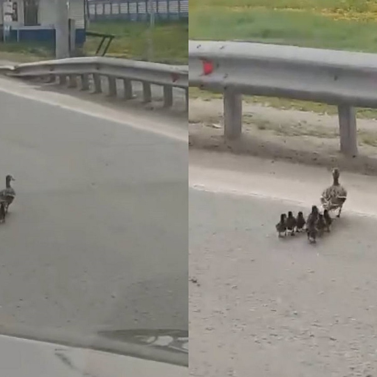 Жительница Новосибирска сняла видео, как мама-утка ведет утят через дорогу  - KP.RU