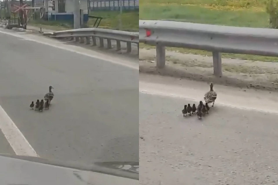 Ослов на дороге сняли на видео в Алматы