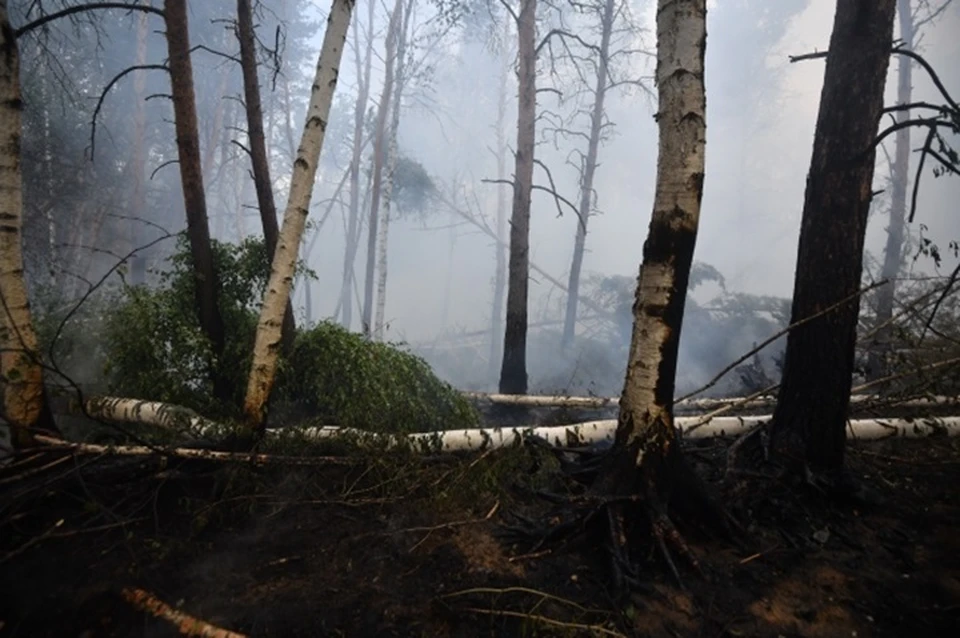 Пять лесных пожаров на площади в 105 гектаров тушат в Якутии