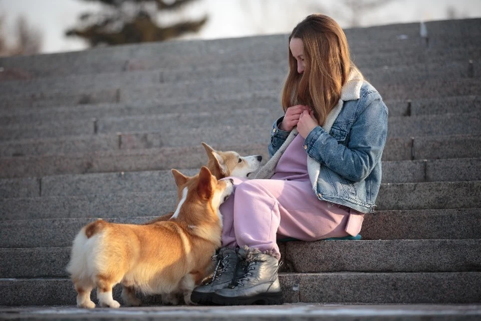 Более девяти тысяч домашних собак зарегистрировано в Иркутской области