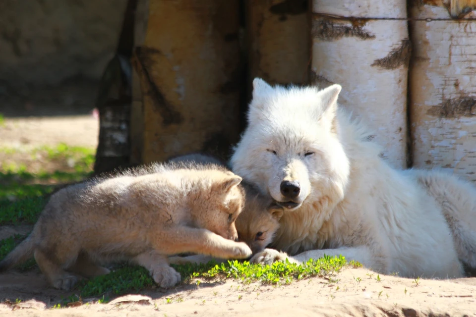 У мамы-волчицы родились двое щенят. Фото: зоопарк Удмуртии