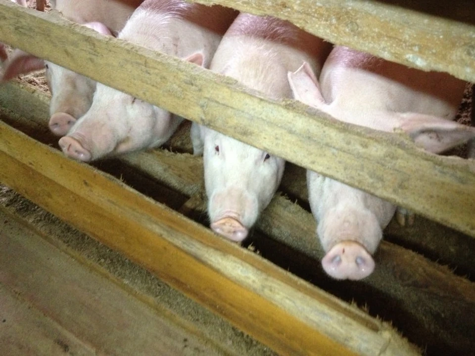 В Минсельхозе Коми напомнили, как предотвратить африканскую чуму свиней. Фото: Минсельхоз Коми.