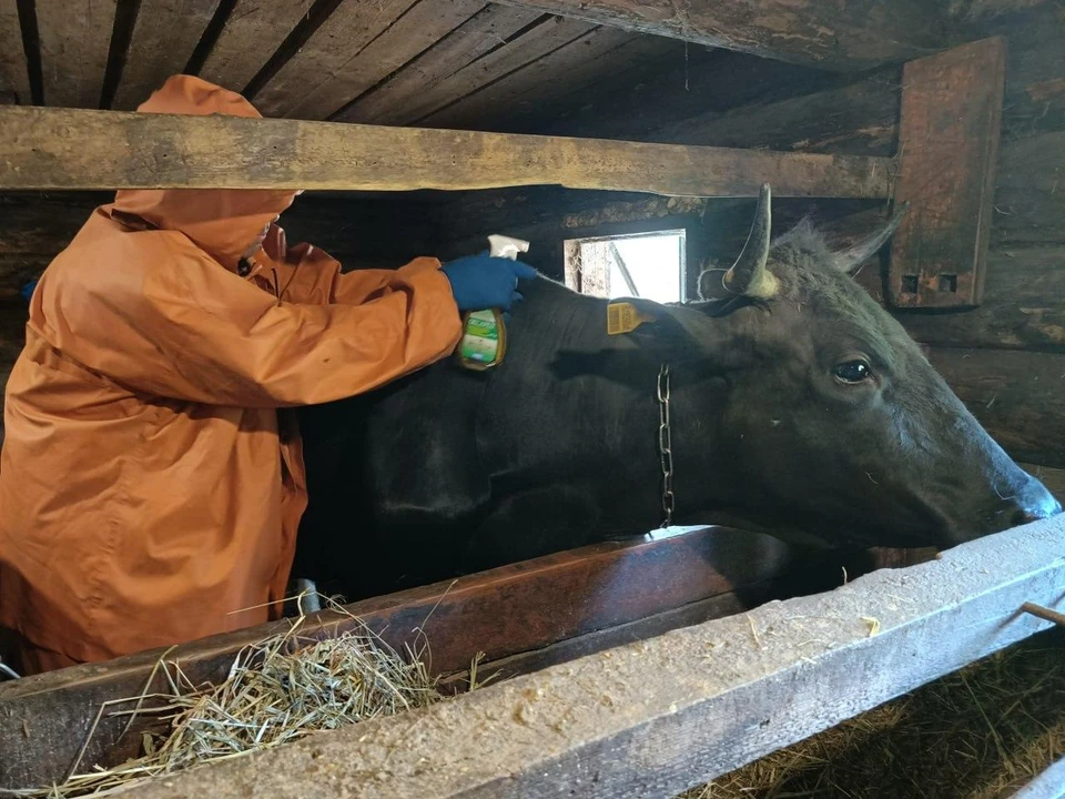 Ульяновские ветеринары отмечают спад количества мошки в Сурском районе | ФОТО: Агентство ветеринарии Ульяновской области