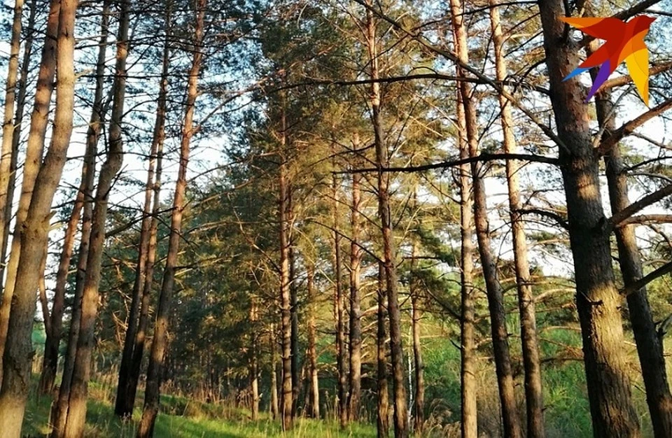 В лесах Воронежской области гулять запретят с 31 мая до 20 июня.