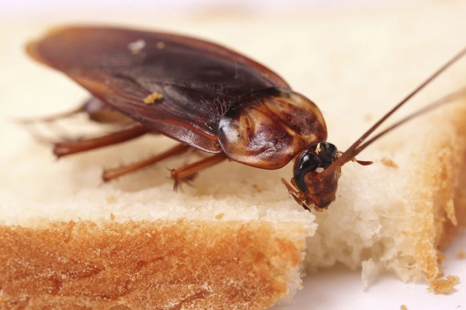 Для россиян тараканы всегда останутся «пруссаками», чтобы ни говорили ученые.