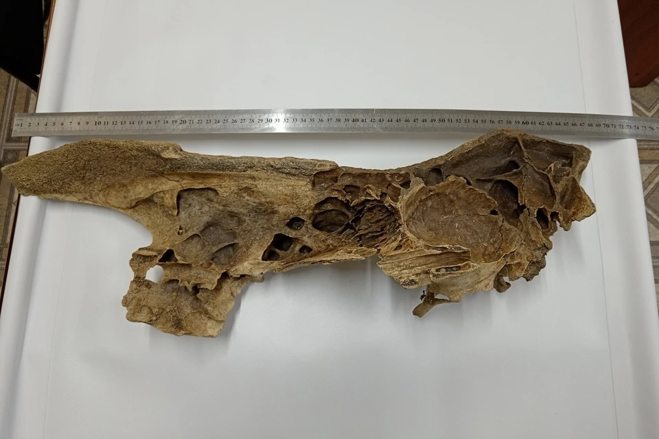 В Красноярском крае найден фрагмент черепа шерстистого носорога. Фото: заповедник "Тунгусский"