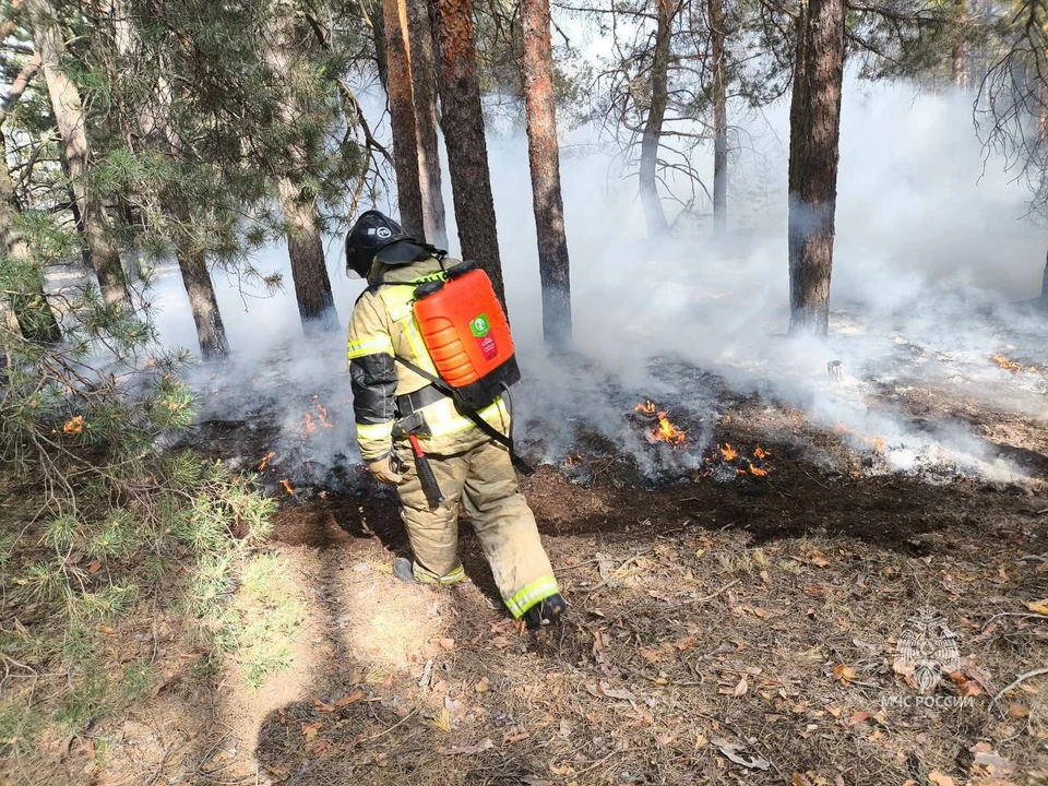 В Тарасоваком районе спасатели продолжают тушить крупный лесной пожар. Фото: ГУ МЧС по Ростовской области