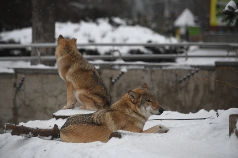 Волки стали чаще выходить к населенным пунктам Смоленской области