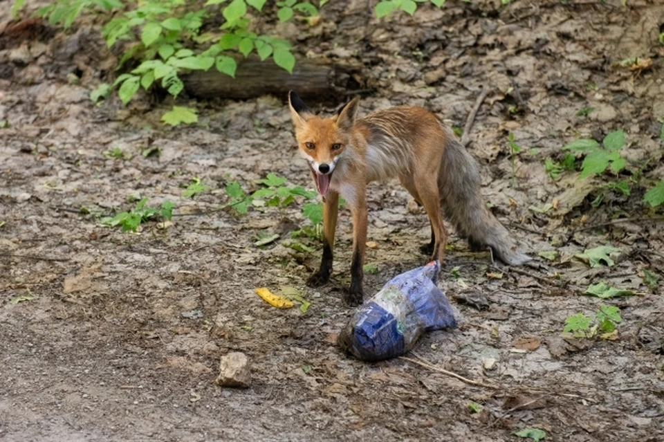 У двух диких лисиц в Крыму обнаружили вирус бешенства.