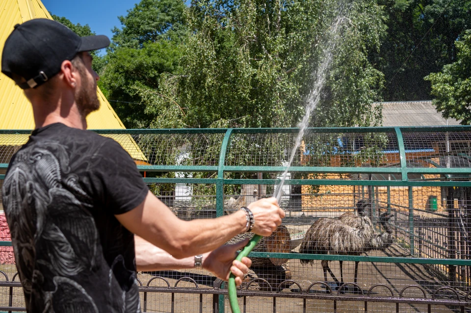 Ванна для медведей и душ для страусов: Как питомцы ставропольского зоопарка переносят аномальную жару. Фото: Никита Пешков