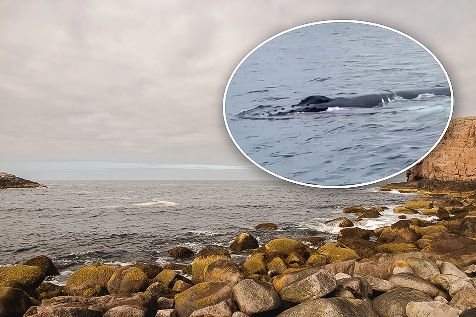 Тревогу бьют из-за горбатого кита, которого заметили вблизи побережья Кольского полуострова.