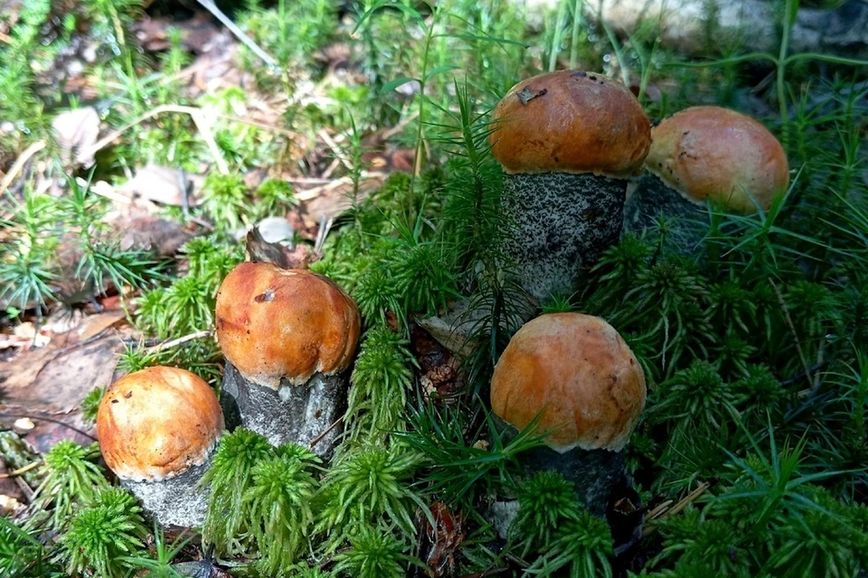 Полянки подосиновиков можно встретить в лесу во Всеволожском районе Ленобласти. Фото: «Грибы и Грибники СПб»