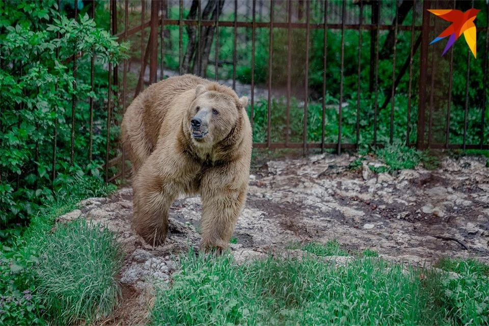 Охотникам в Мурманской области дадут ликвидировать 153 медведя.