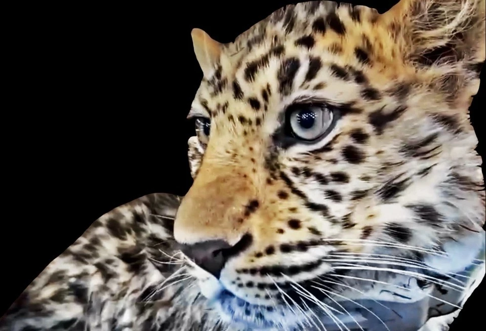 Leo260M. Фото: ФГБУ "Земля леопарда"