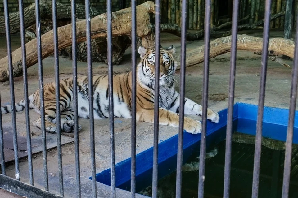 Хищница Кассандра живет в вольере вместе с амурским тигром Кактусом