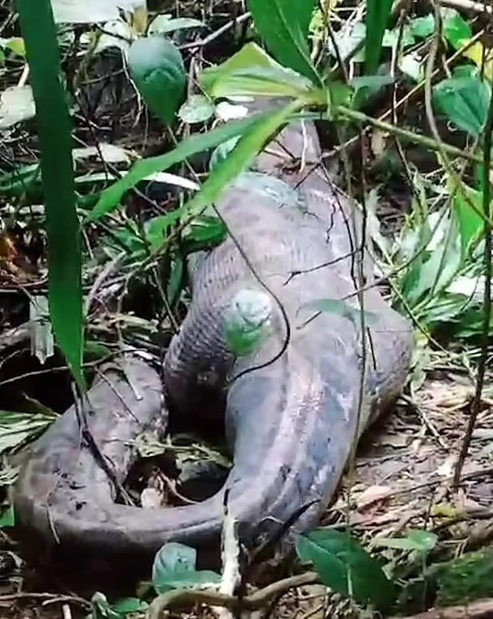 В Индонезии змея целиком проглотила местную жительницу. Фото:locals.md
