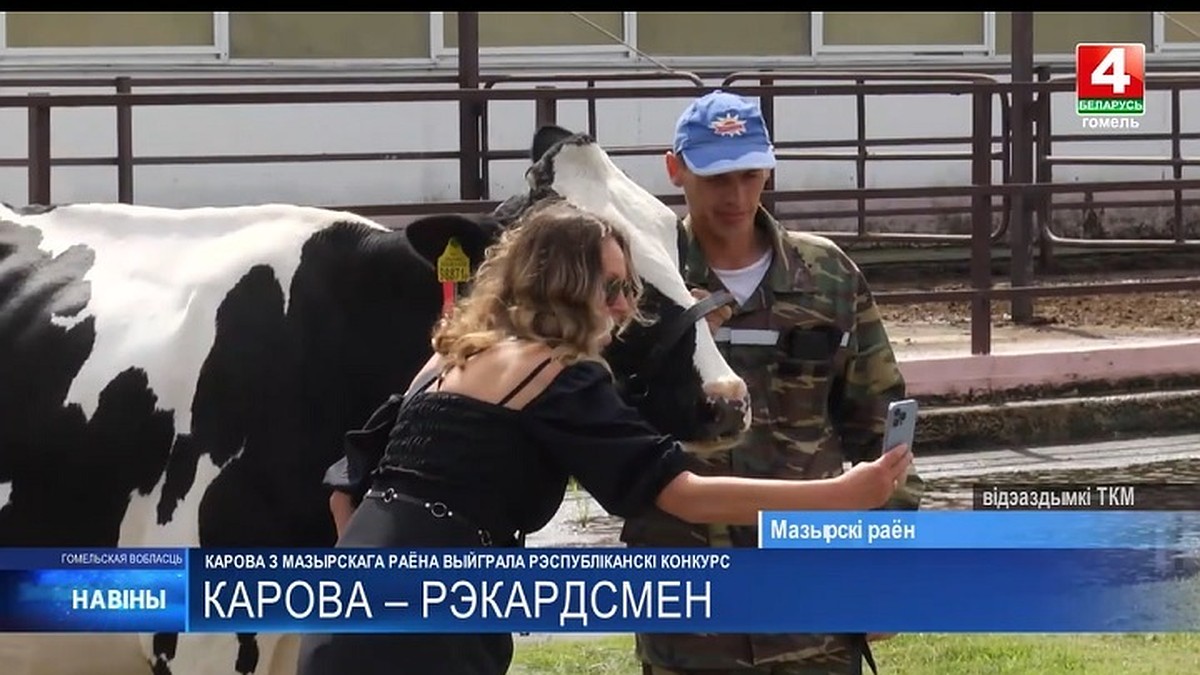 Безукоризненно высокая и красивая». Корова Ромашка из Мозыря признана  лучшей племенной коровой Беларуси - KP.RU