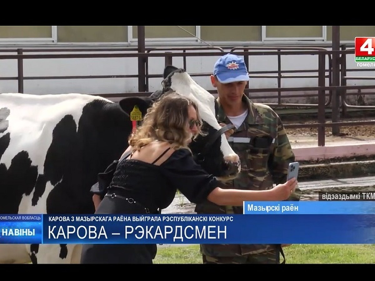 Безукоризненно высокая и красивая». Корова Ромашка из Мозыря признана  лучшей племенной коровой Беларуси - KP.RU