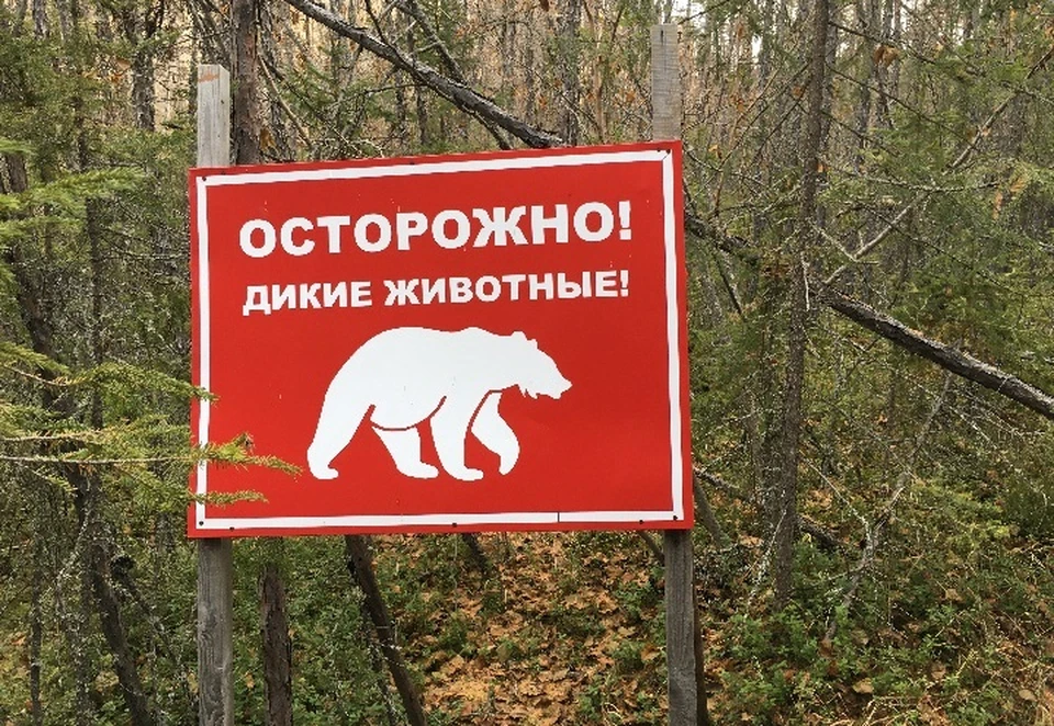 Вакцинирование животных провели на территории 19 городов и сел Чаплынского округа, двух - Каланчакского округа и на территории биосферного заповедника "Аскания-Нова"