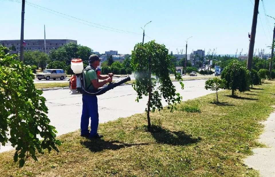 В городе Бердянск Запорожской области прошла дезинфекция ягодных деревьев от карантинных вредителей. ФОТО: администрация Бердянска