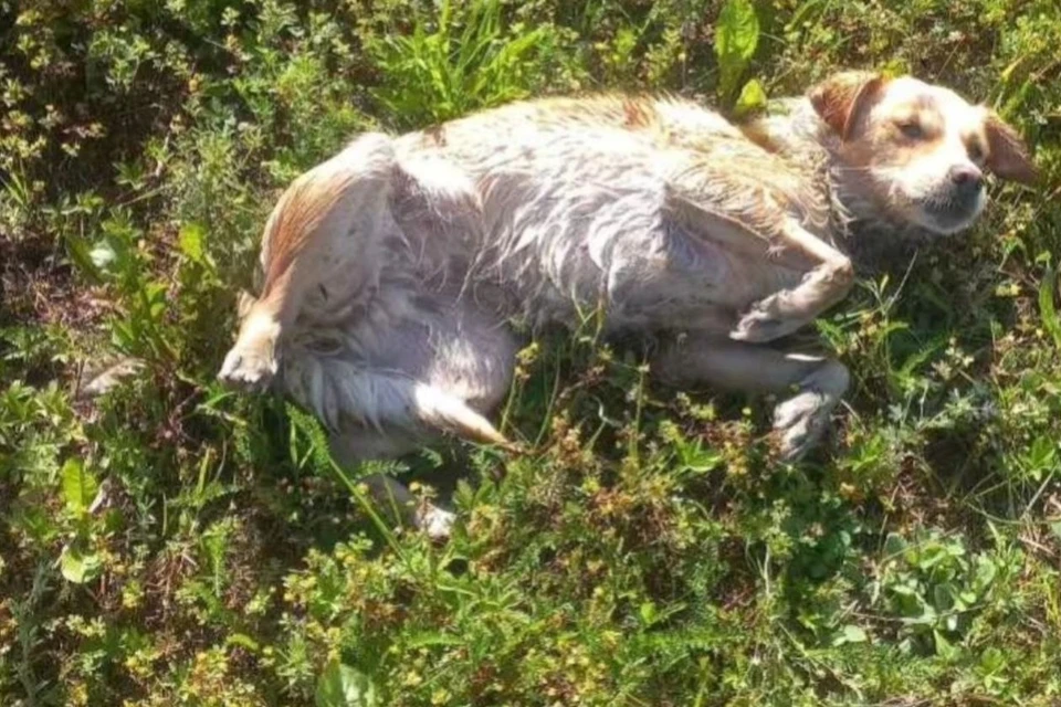 Сотрудники МЧС помогли выбраться из воды обессиленной собаке в Сморгони. Фото: grodno.mchs.gov.by
