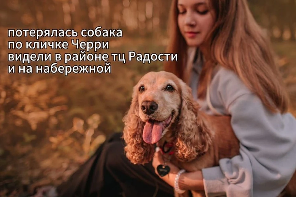 Семья ищет пропавшую собаку Черри в Хабаровске Фото: предоставлено «КП»