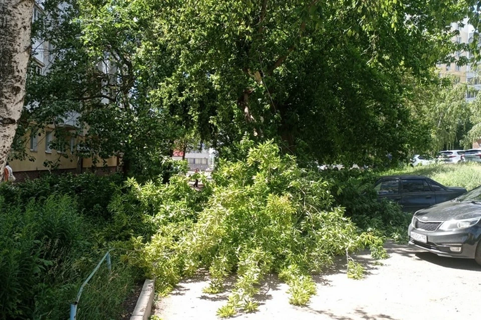 Рухнувшее дерево перегородило всю проезжую часть во дворе