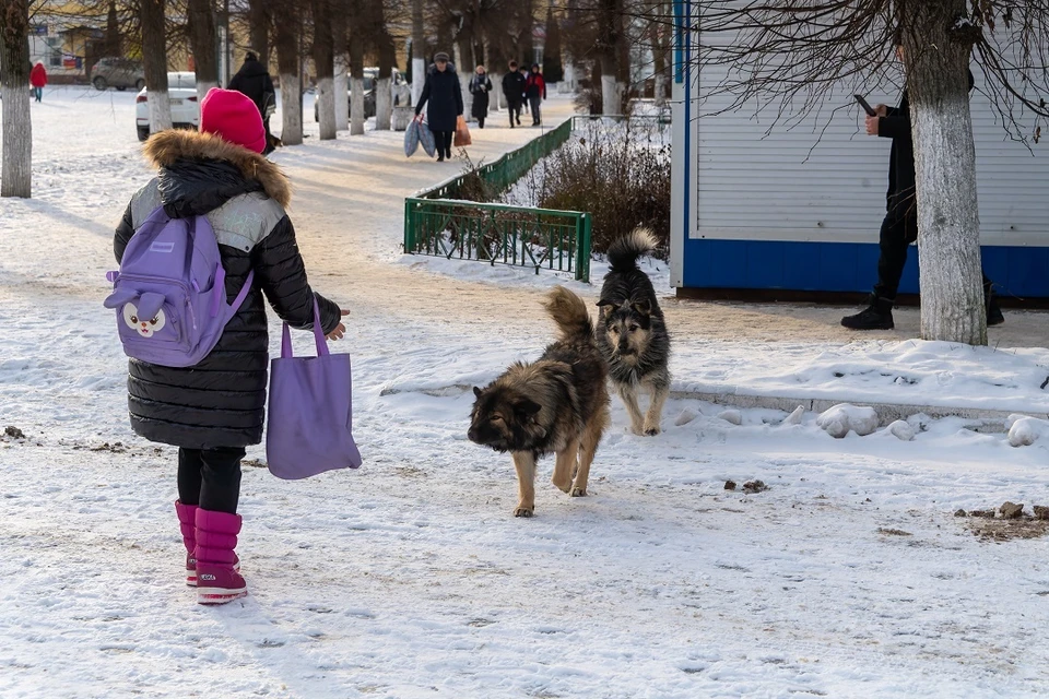 В Новосибирске чиновники выплатят 50 тысяч мальчику, которого покусала собака