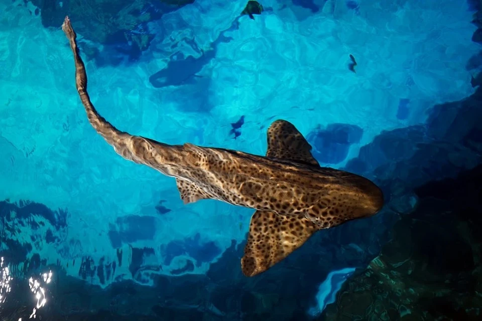 NYP: Семейная пара столкнулась со стаей семиметровых акул в США
