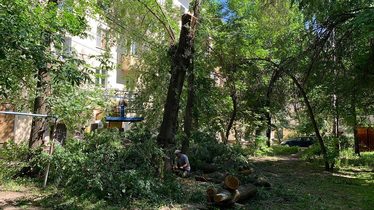 В Ульяновске деревья во дворе дома №5 на Гончарова сносят по порубочным  билетам - KP.RU