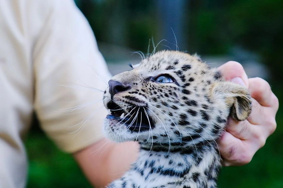 Котят с рождения готовят к жизни в дикой среде. Фото: t.me/leopardcenter