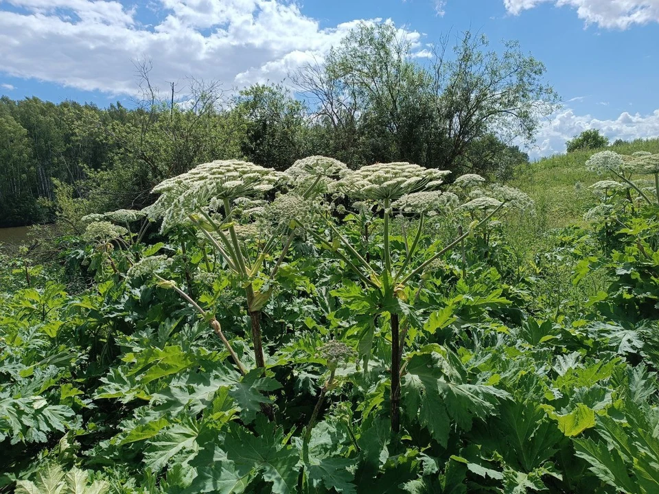 Более 370 га полей заросли борщевиком в Нижегородской области