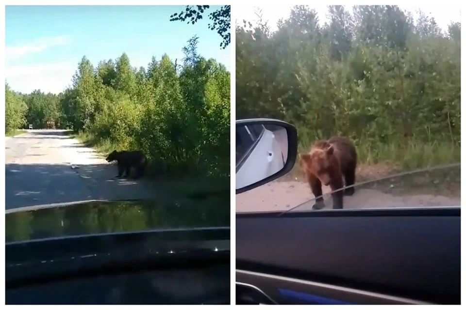 Секс знакомства в Лангепас