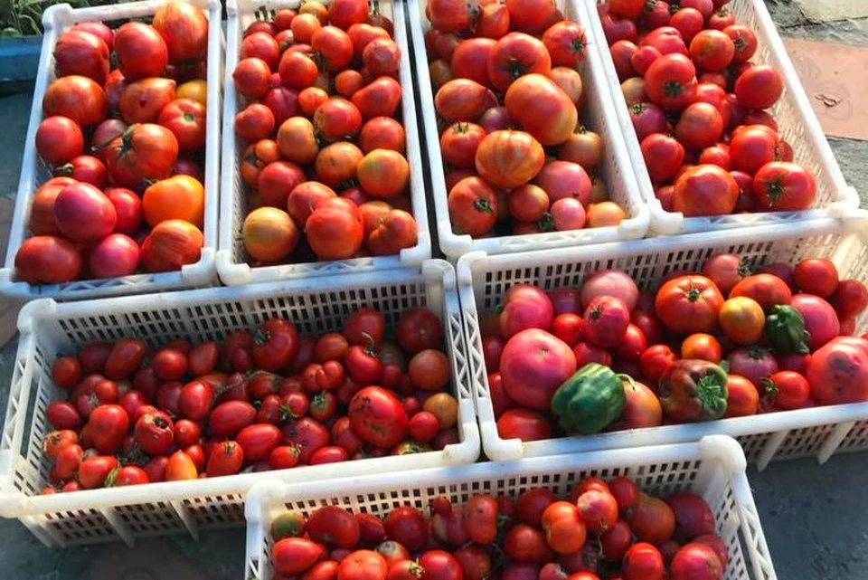 На фермерской ярмарке в Белгороде реализовали почти 8 тонн продукции.