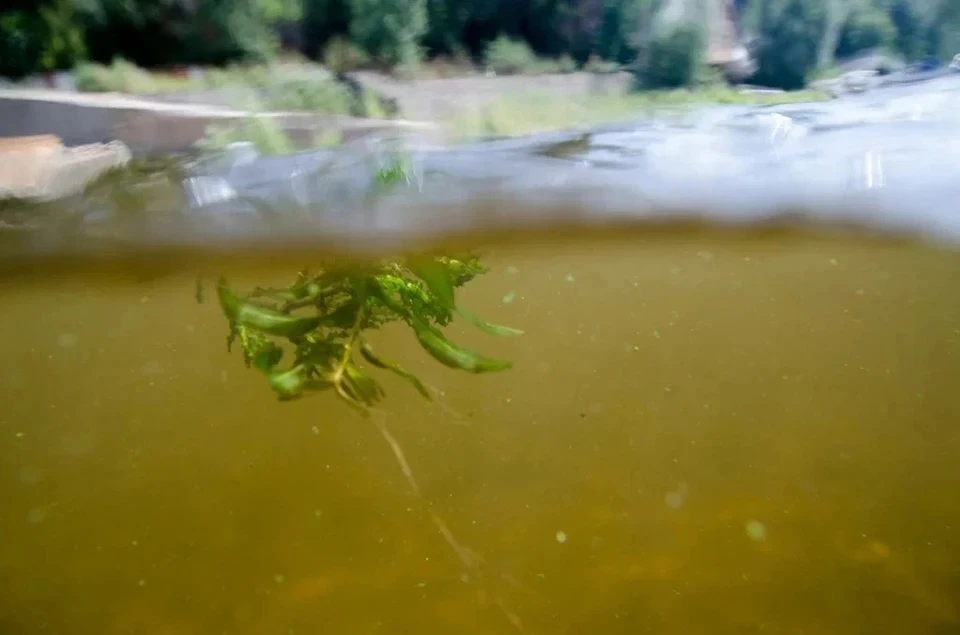 Самарцам рассказали о цветении воды