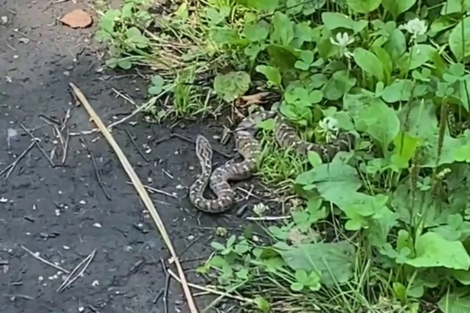 Фото: стоп-кадр видео паблика ВК «Живу в Академе — Академгородок — Красноярск»