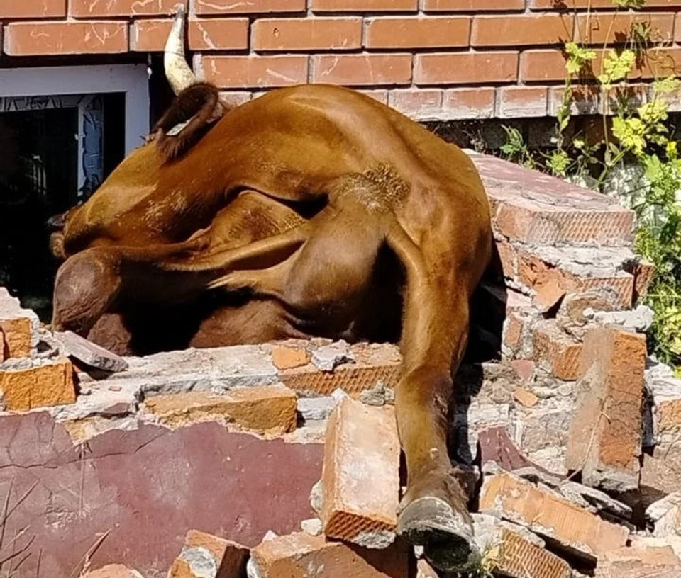 Фото предоставлено "Народным фронтом"