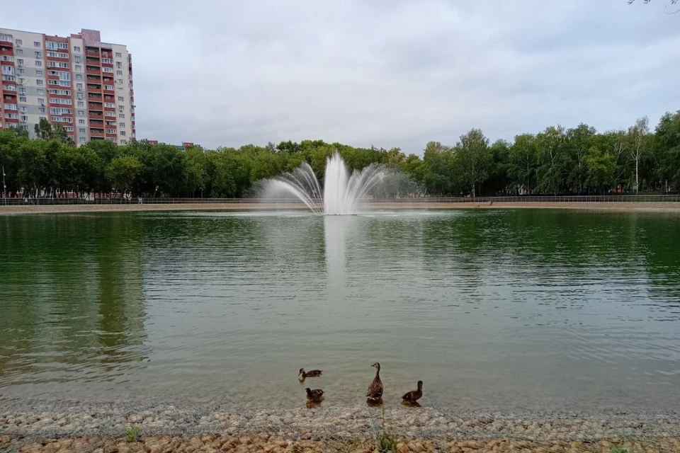 Городские водоемы отлично подходят для размножения жаб.