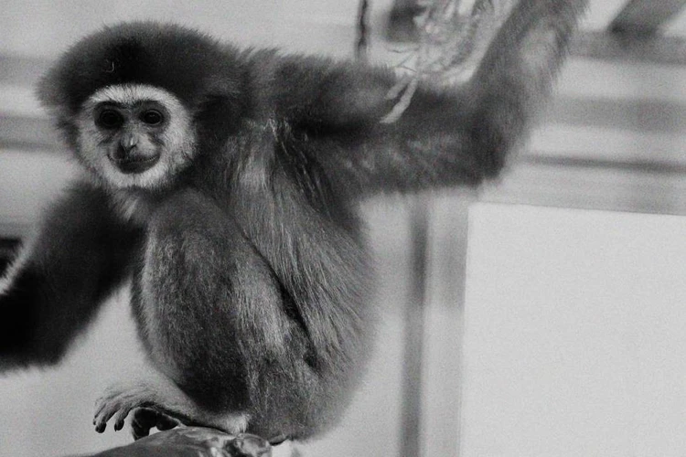 «Нашли много фантиков»: Посетители зоопарка в Карелии до смерти закормили конфетами трех обезьян