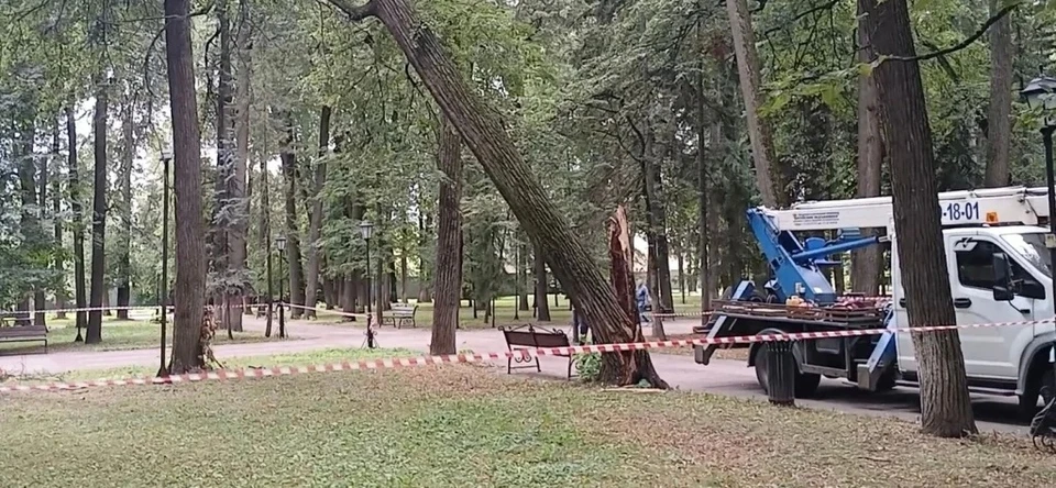 Огромное дерево сломалось в парке Циолковского в Калуге