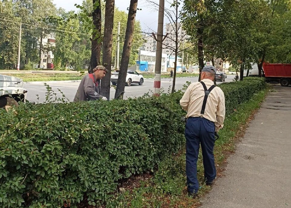 В Ульяновске сделали стрижку разросшихся насаждений на трех улицах. ФОТО: тг-канал Центра по благоустройству и озеленению Ульяновска