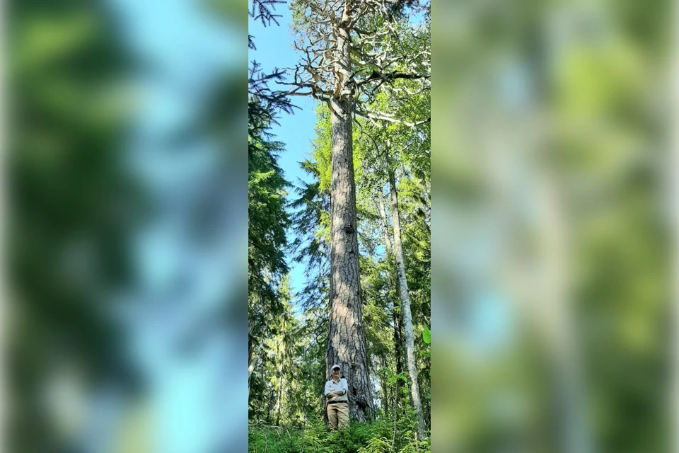 В Карелии нашли сосну высотой с девятиэтажный дом. Фото: vk.com/vodlozero