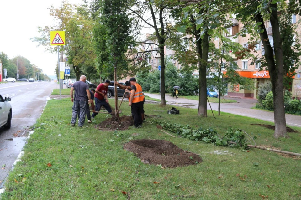 Почти три тысячи деревьев высадят на улицах Тулы