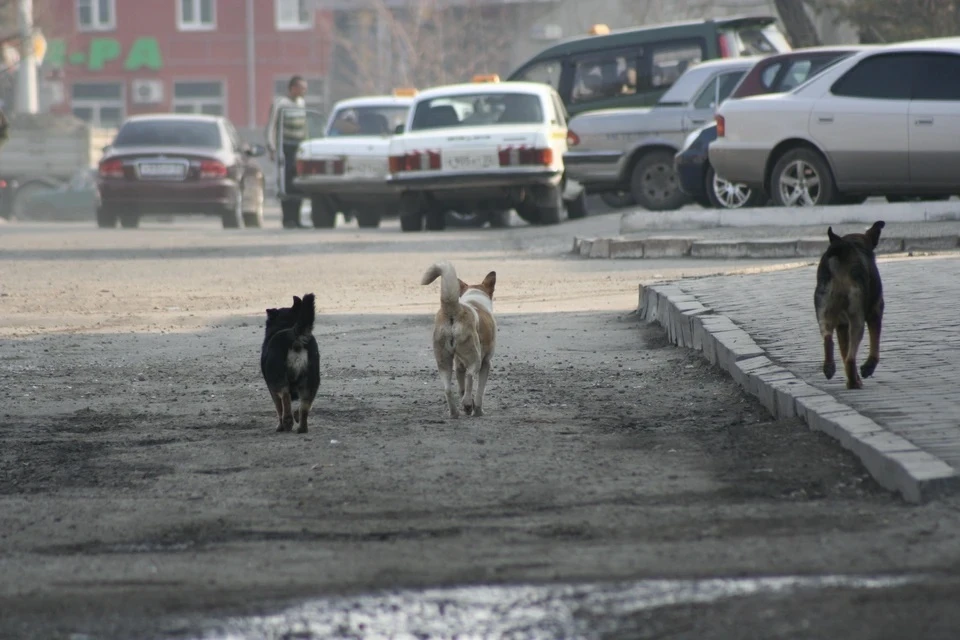 Бродячие собаки напали на пенсионерку стаей