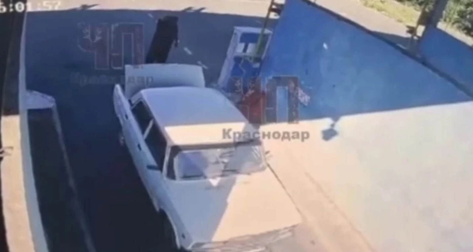 Фото: скриншот видео