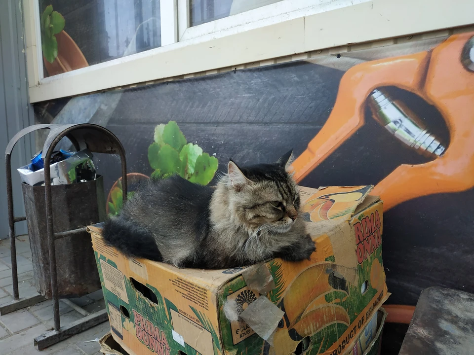 Некоторые горожане ленятся донести мусор до урны.