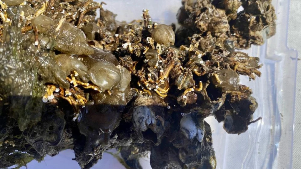 Кольчатые черви Ficopomatus enigmaticus влияют на экосистему Черного и Азовского моря. Фото: ФИЦ ИнБЮМ